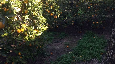 Foto 3 von Grundstücke zum Verkauf in Beniflá, Valencia