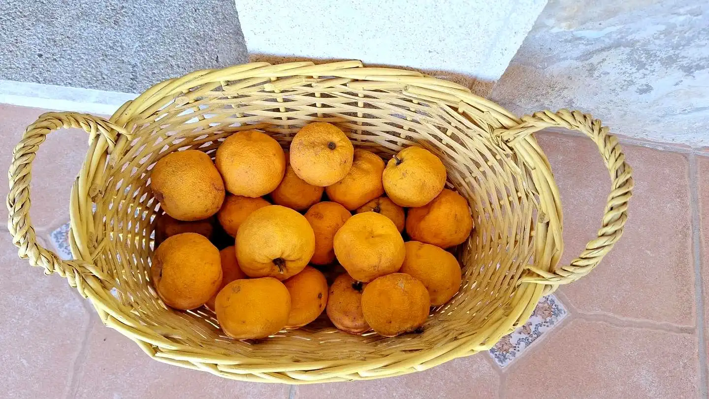 Jardí de Casa o xalet en venda en Llucmajor amb Aire condicionat, Calefacció i Terrassa