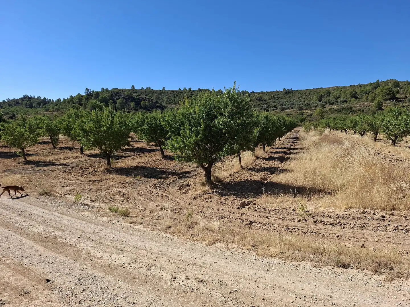Finca rústica en venta en Maella