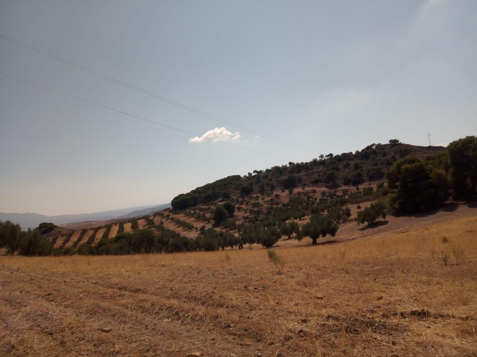 Land for sale in Quesada
