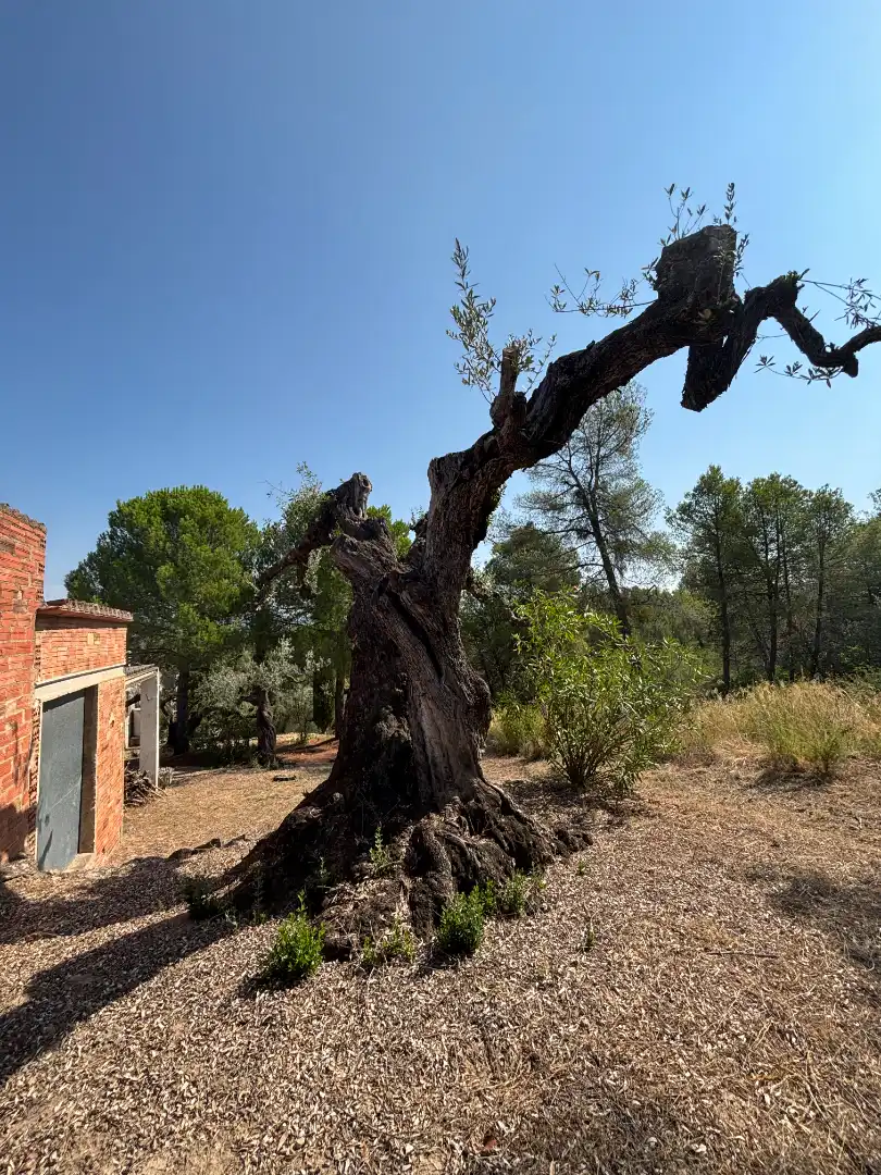 Rural land for sale in Carrer de la Muntanya, imagen 58