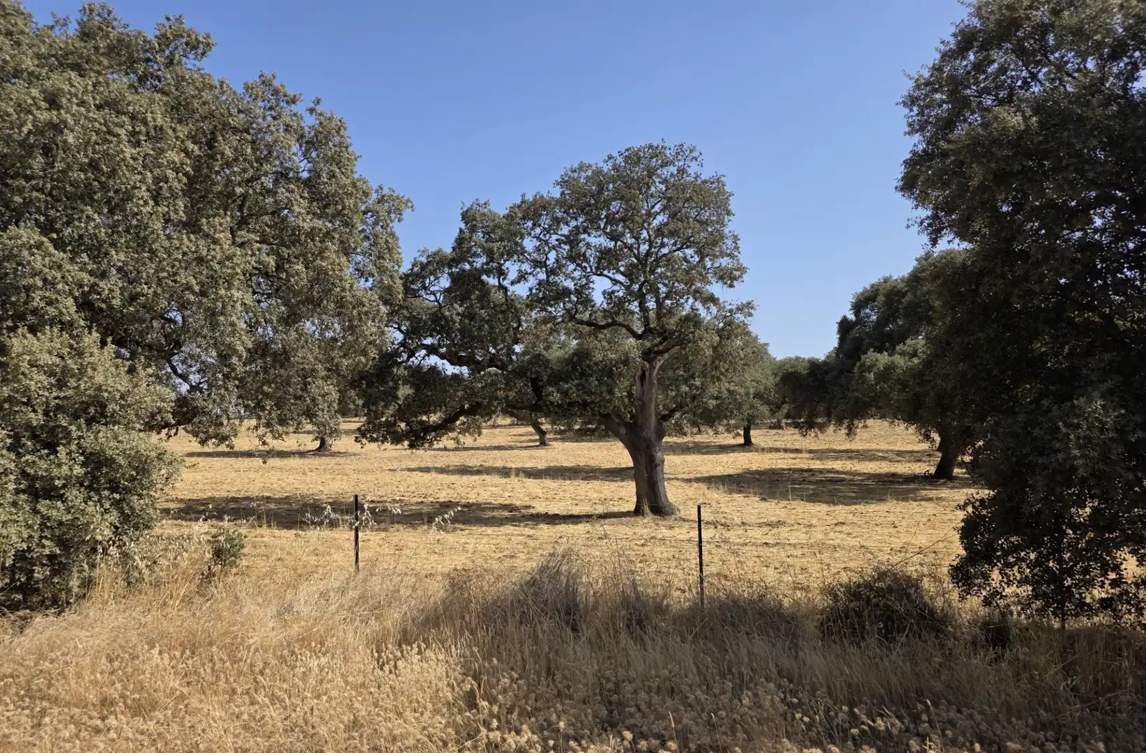 Rural land for sale in Sur, imagen 4