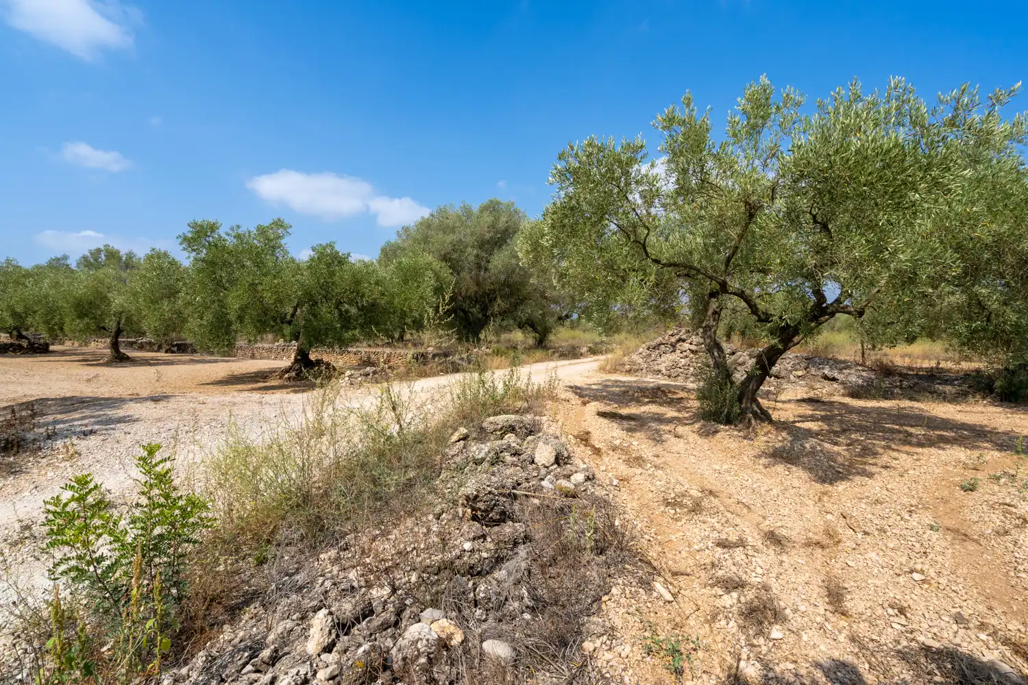 Rustikales Grundstück zum Verkauf in Camí Miliana, imagen 6