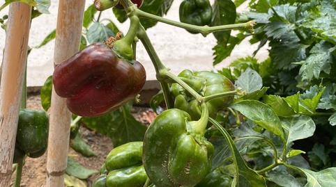 Photo 4 of Flat to rent in Lugar Llanos de Cuatro Caminos, Marzagán - Los Hoyos - La Montañeta, Las Palmas