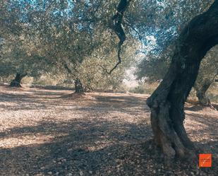 Garten von Grundstücke zum verkauf in Sant Carles de la Ràpita