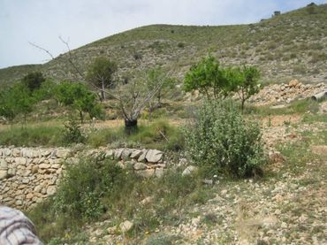 Terreno rustico in vendita a Hondón de los Frailes