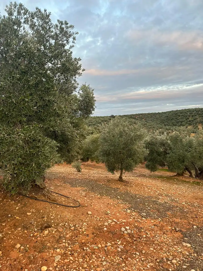 Grundstücke zum Verkauf in Andújar