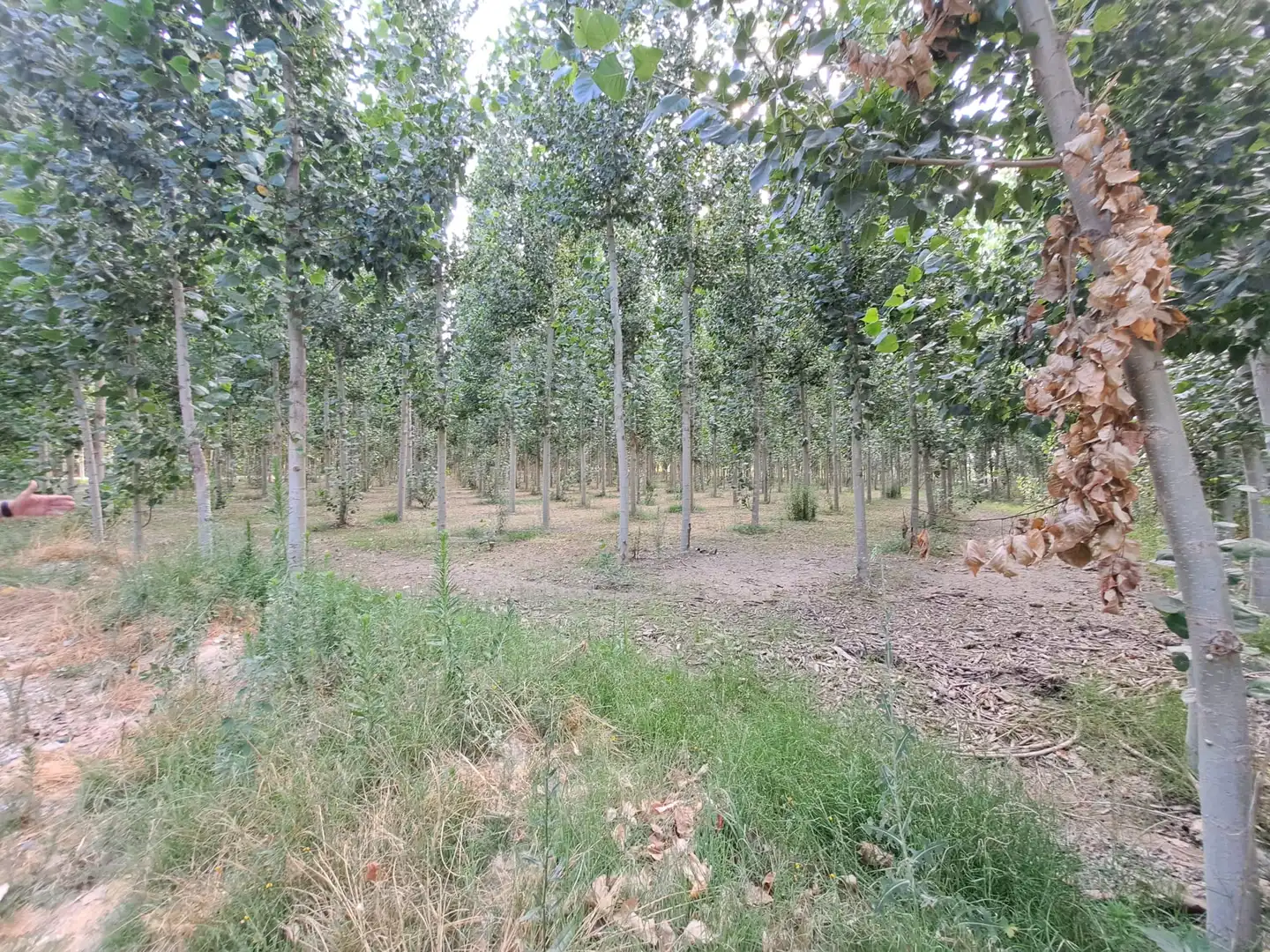 Land for sale in Fuente Vaqueros