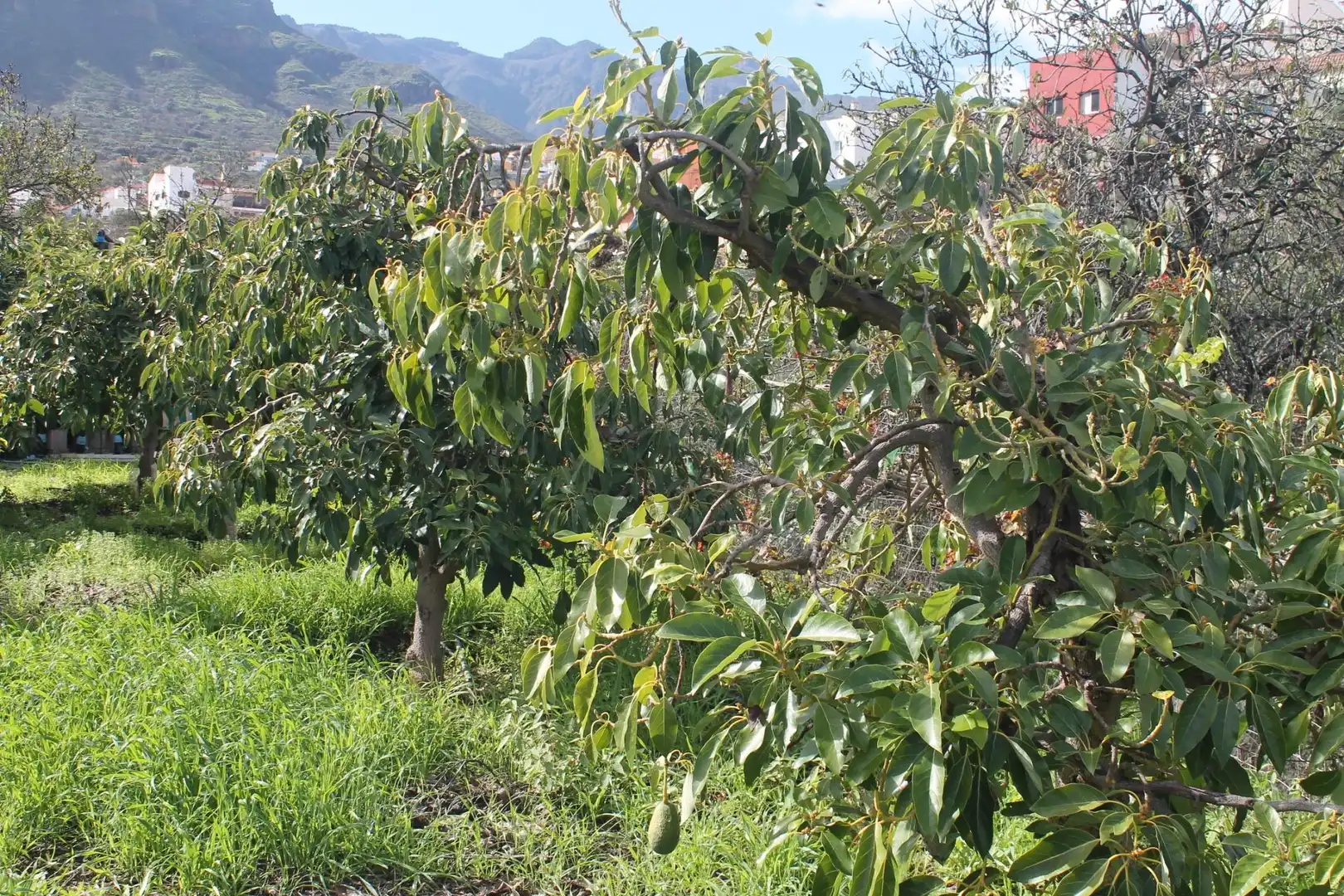 Terreny rústic en venda a Valsequillo de Gran Canaria, imagen 21