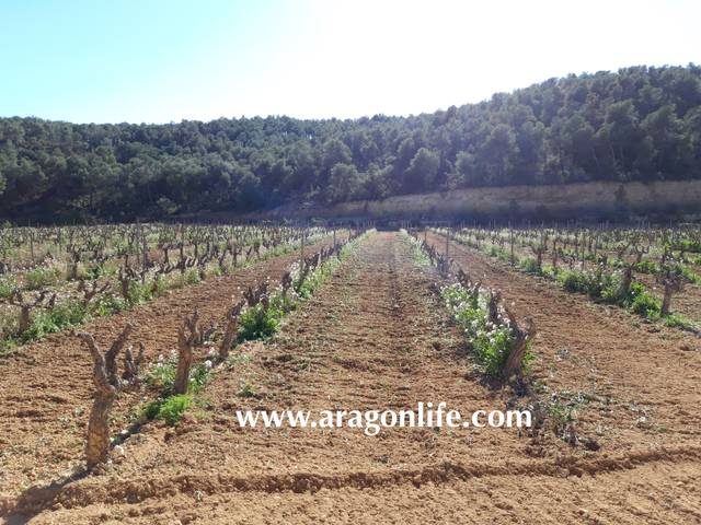 Finca rústica en Venta en N/A en Nonaspe