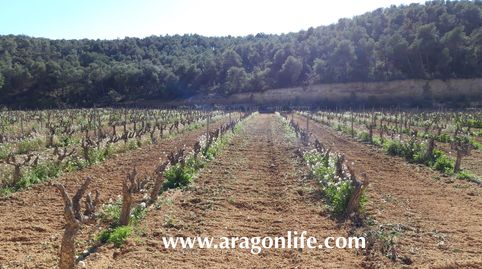 VIÑEDO EN ESPAÑA. 31.348m2 (3'34Ha) + Edificación 40m2. Nonaspe. 18.000€