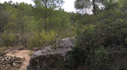 Foto 5 de Finca rústica en venta en Camino N/a, Benifallet, Tarragona
