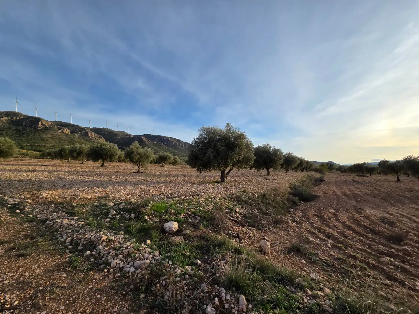 Terreny residencial en venda a Jumilla, imagen 4