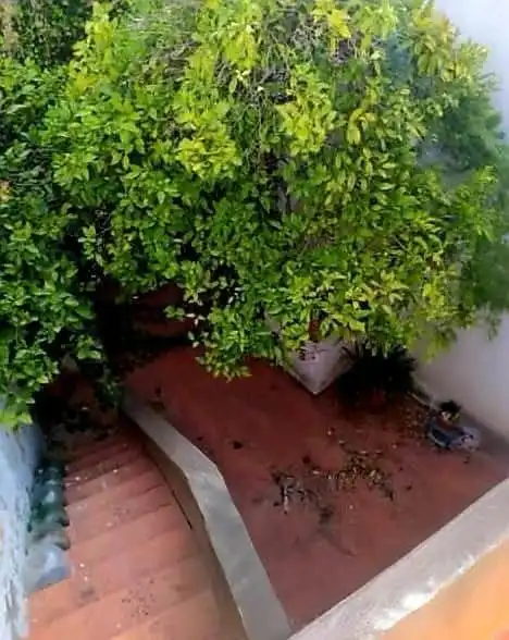 Maison avec terrasse à vendre à Arcos de la Frontera, imagen 4