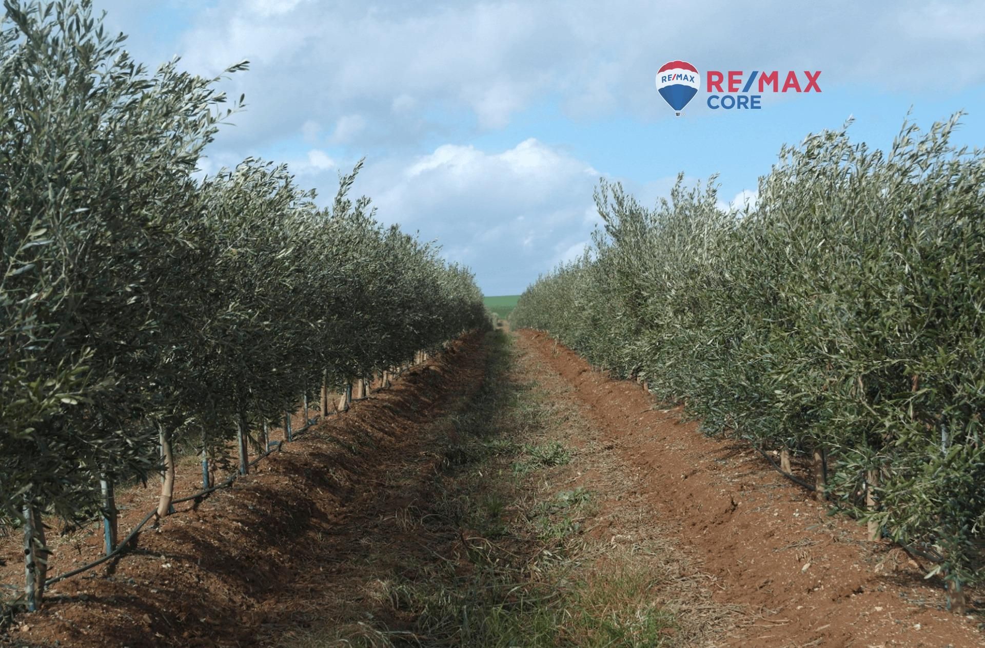 Land for sale in Alange