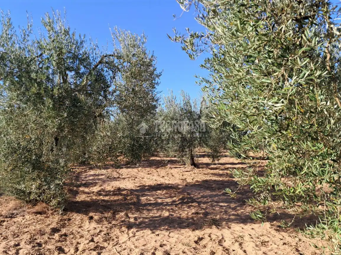 Terreni e lotti in vendita a Pilas, imagen 19