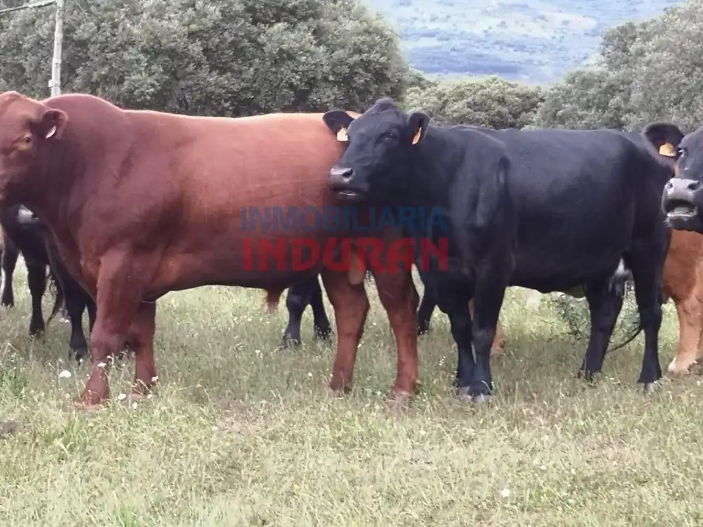 Vista exterior de Finca rústica en venda en Alía