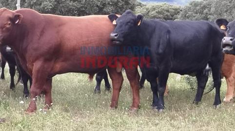 Foto 2 de Casa o xalet en venda a Alía, Cáceres