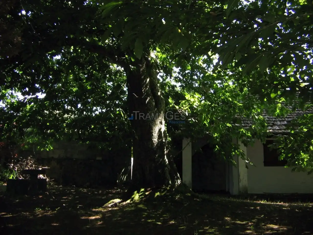 Jardín de Casa o chalet en venta en Vigo  con Jardín privado