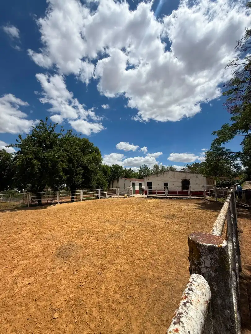 Chalet con piscina en venta en Carretera Olivares, imagen 56