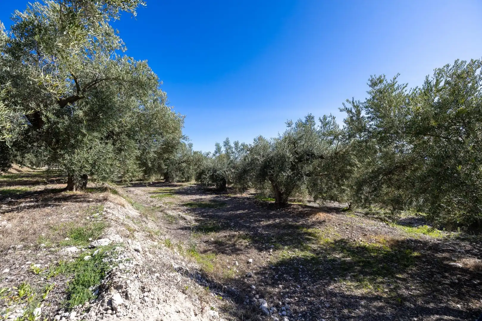 Terreni e lotti in vendita a Dúrcal, imagen 15