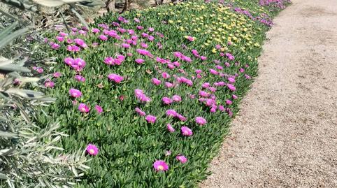 Foto 4 de Casa o chalet en venta en Escucha, Lorca