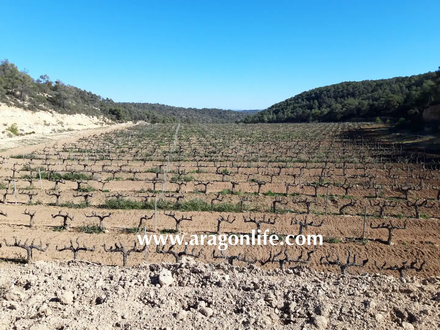 Jardín de Finca rústica en venta en Nonaspe