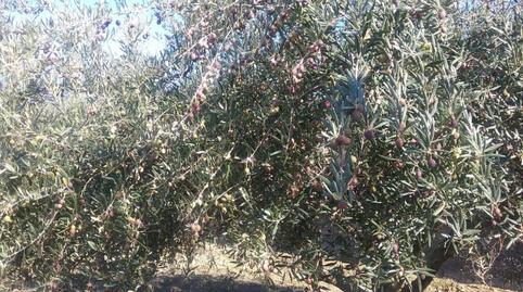 Foto 3 de Finca rústica en venda a La Zubia Ciudad, Granada