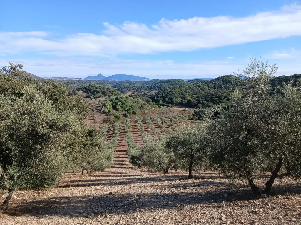 Residential for sale in Morón de la Frontera