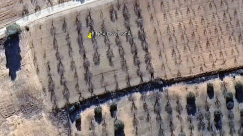 PARCELA DE ALMENDROS Y OLIVOS