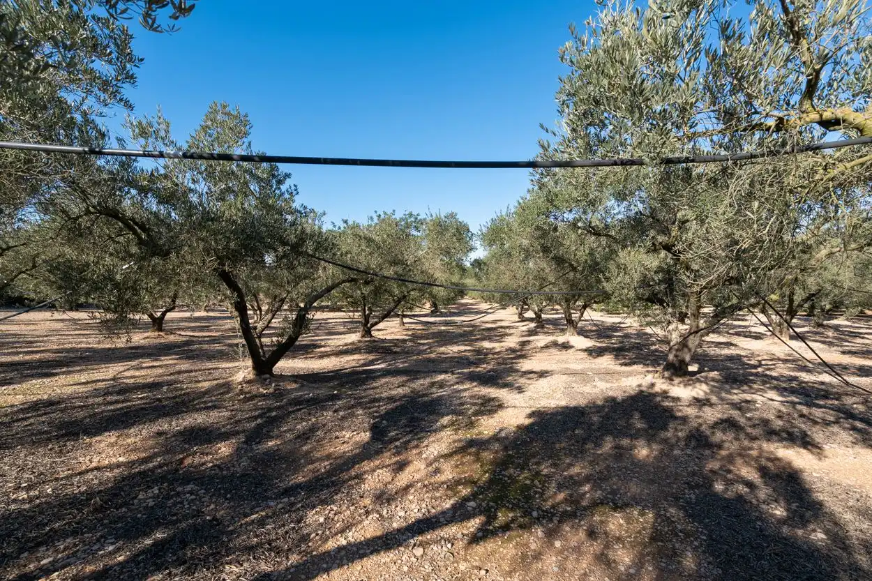 Rustikales Grundstück zum Verkauf in Santa Bàrbara, imagen 7