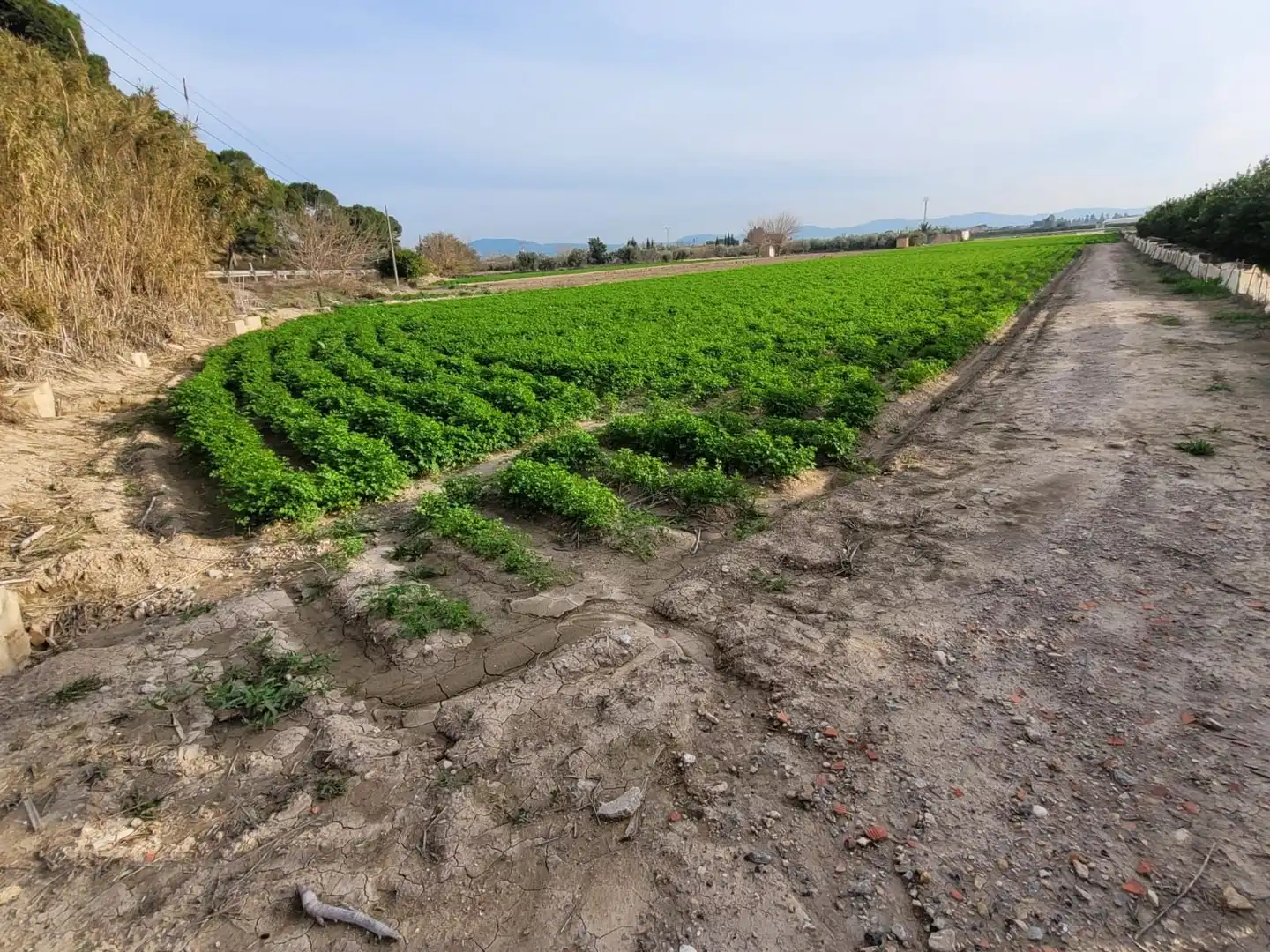 Terreno rustico in vendita a Montepinar - La Aparecida - Raiguero, imagen 4