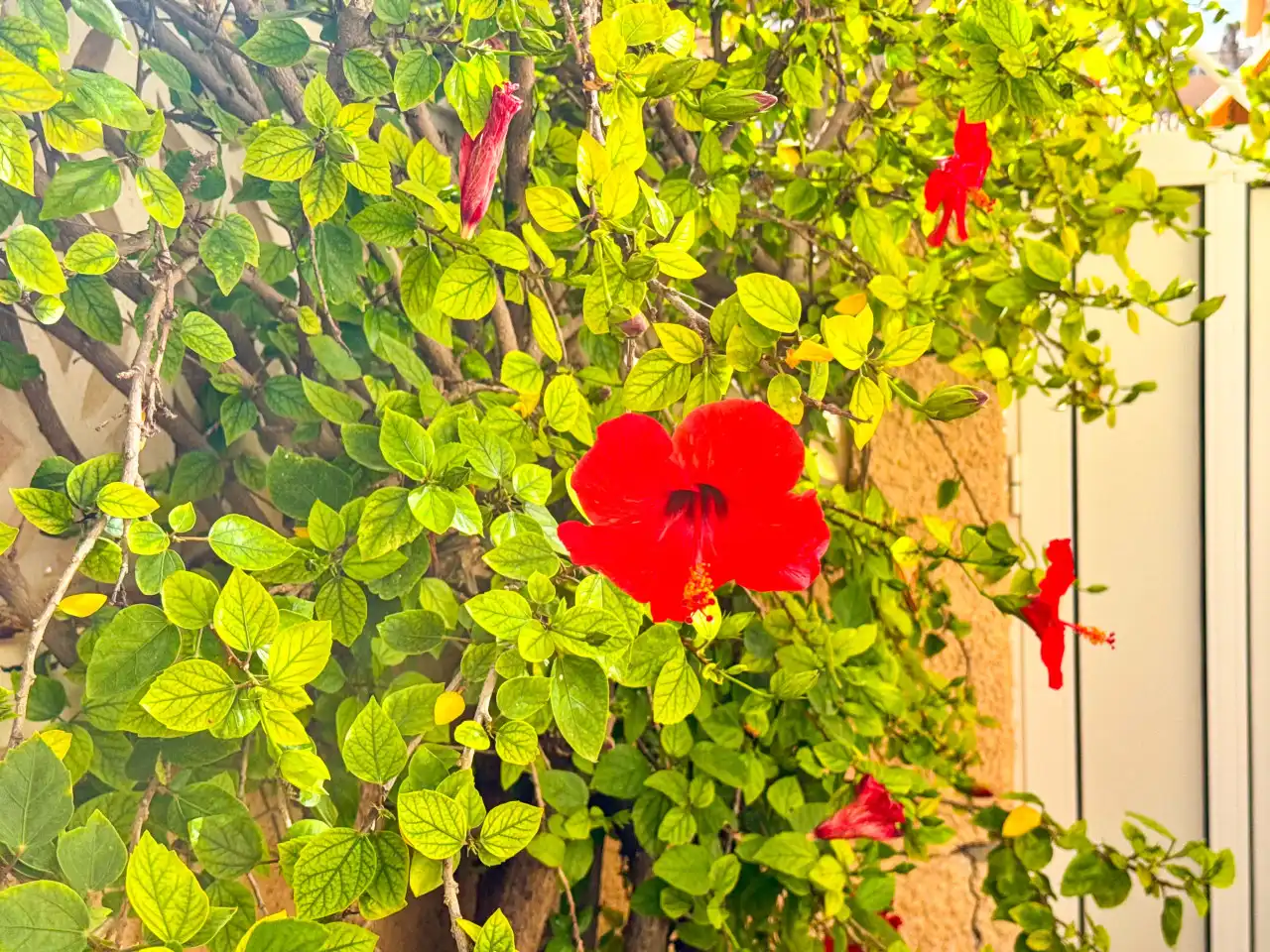 Jardí de Casa adosada en venda en Torrevieja amb Aire condicionat, Calefacció i Jardí privat