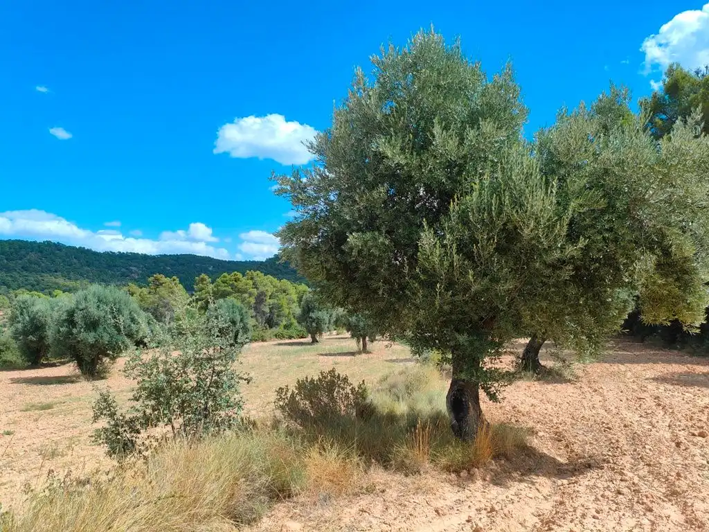 Grundstücke zum Verkauf in Belmonte de San José