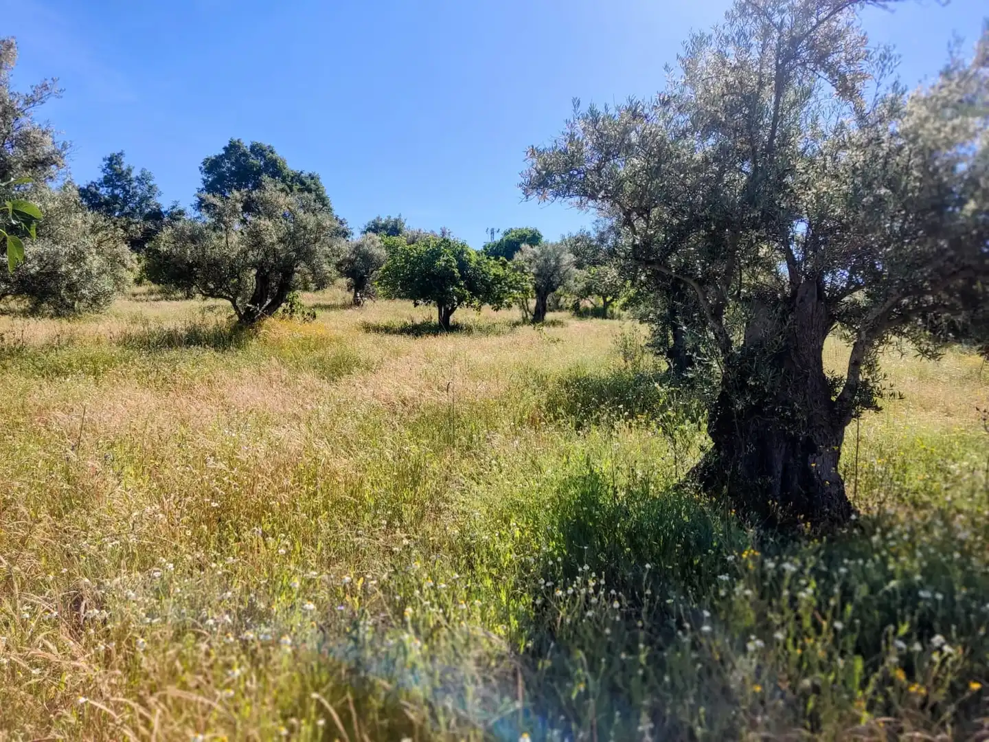 Land for sale in Jarandilla de la Vera