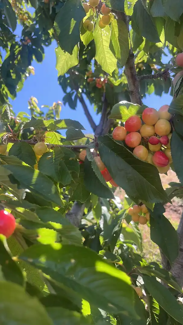 Terreni e lotti in vendita a Nigüelas, imagen 12