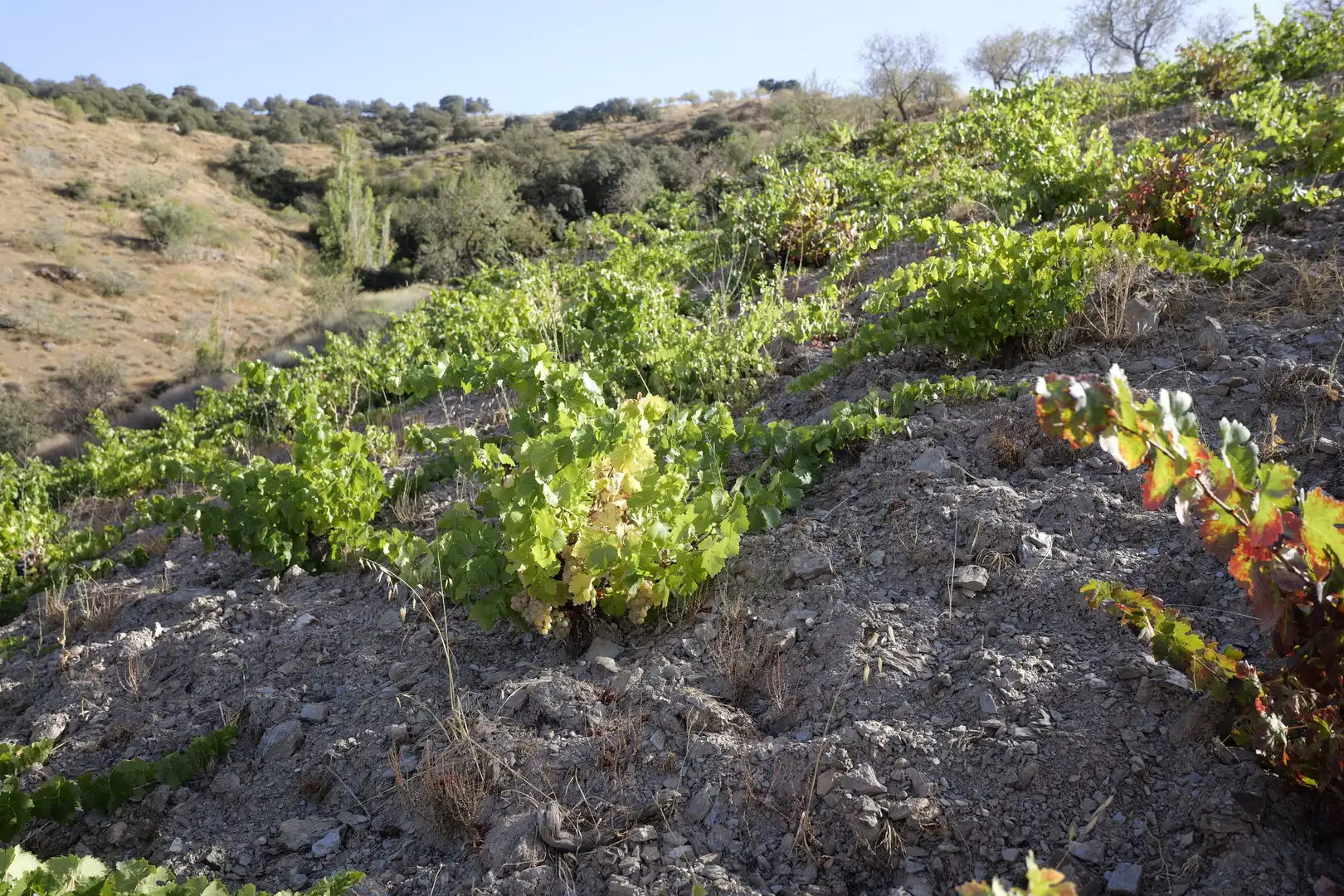 Jardín de Finca rústica en venta en Cádiar