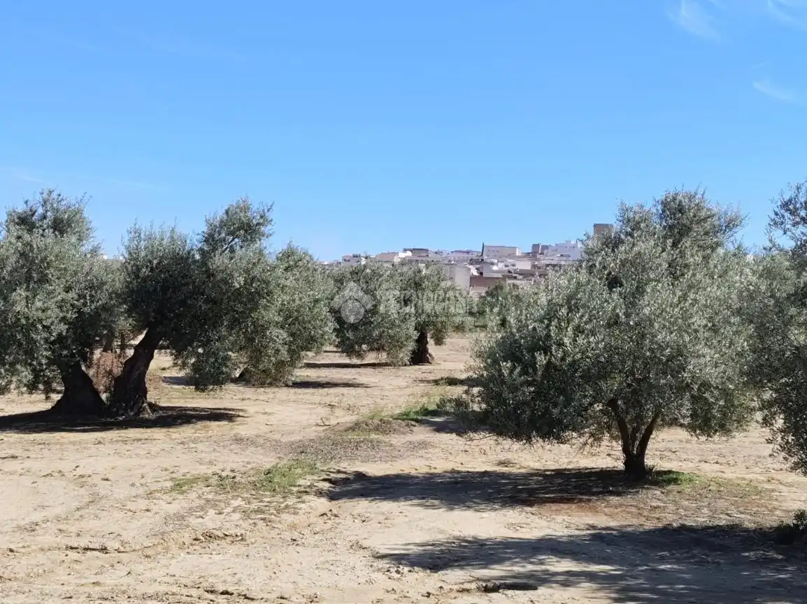 Rural land for sale in Mengíbar, imagen 11