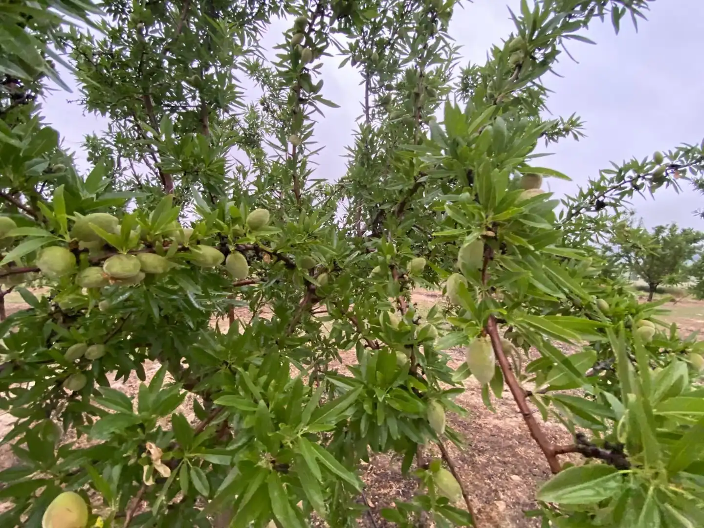 Terreni e lotti in vendita a Guadahortuna, imagen 9