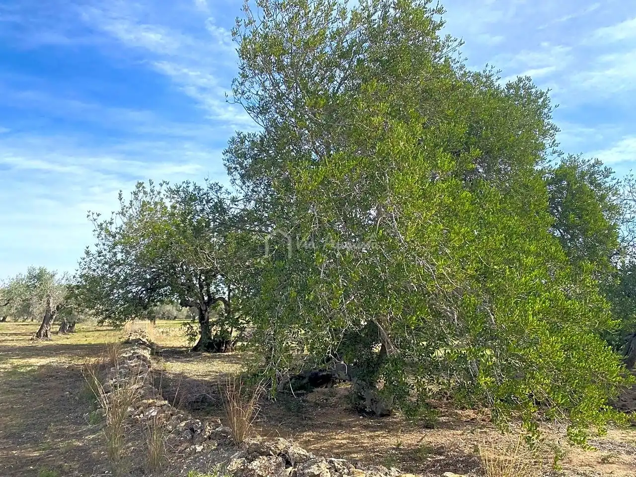 Terreno rustico in vendita a Planas, imagen 12