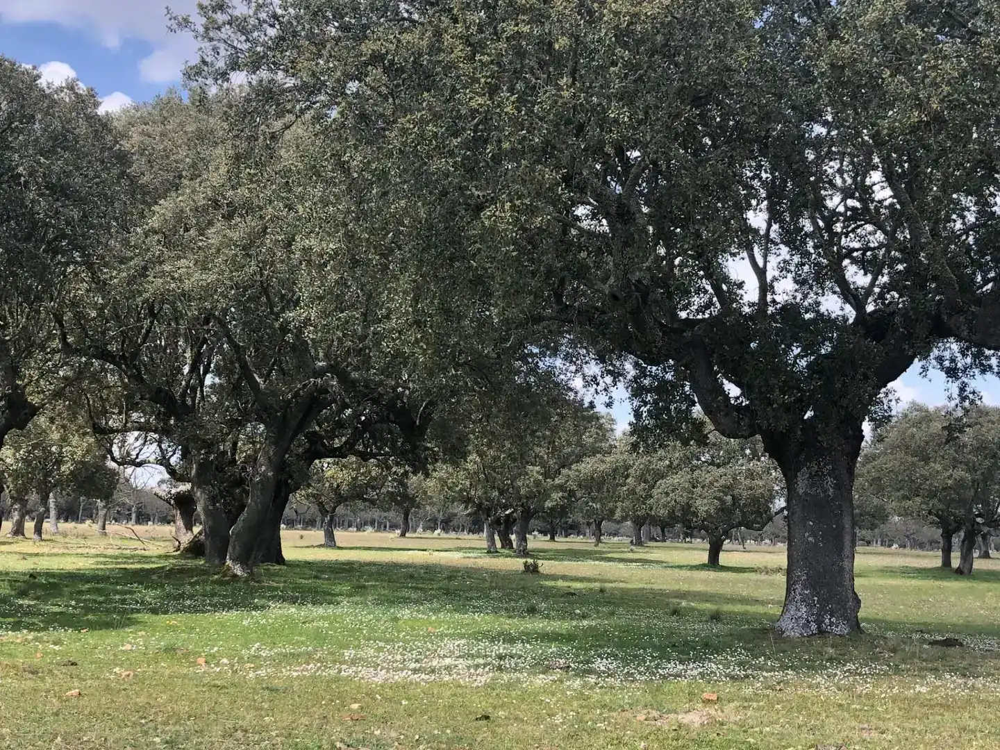 Vista exterior de Terreno en venta en Fuentes de Oñoro