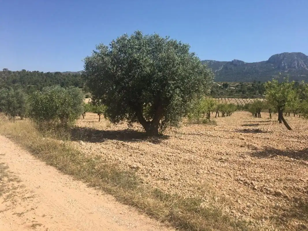 Terreny rústic en venda a Ctra. Algueña, imagen 2