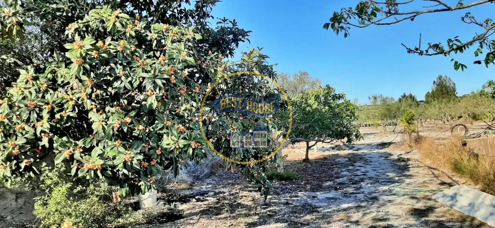 Finca rústica en venda en Albaida amb Traster i Piscina