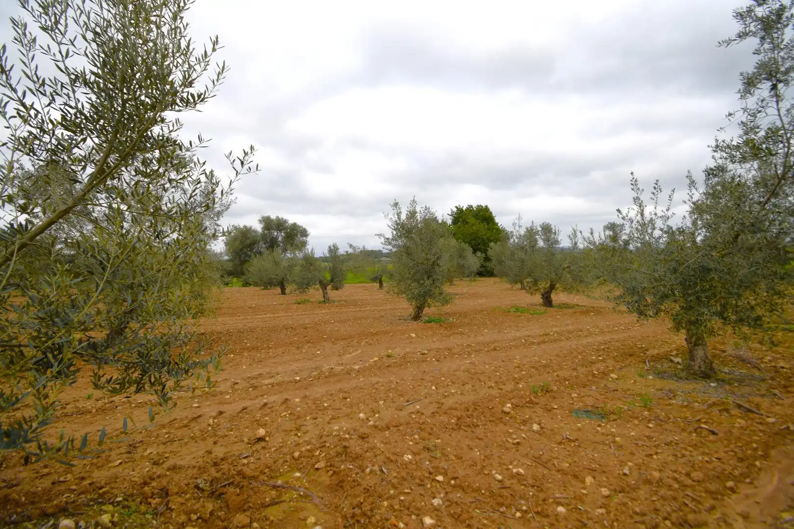 Rural land for sale in Muro, imagen 6