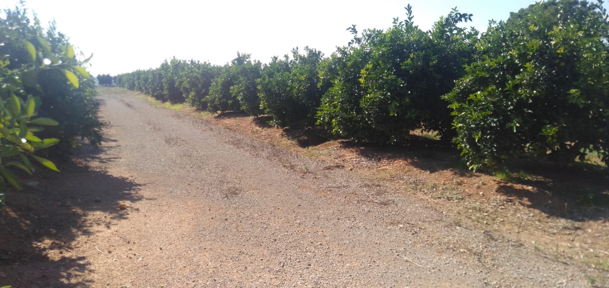 Finca rústica en venda en Pedralba amb Jardí privat, Terrassa i Traster