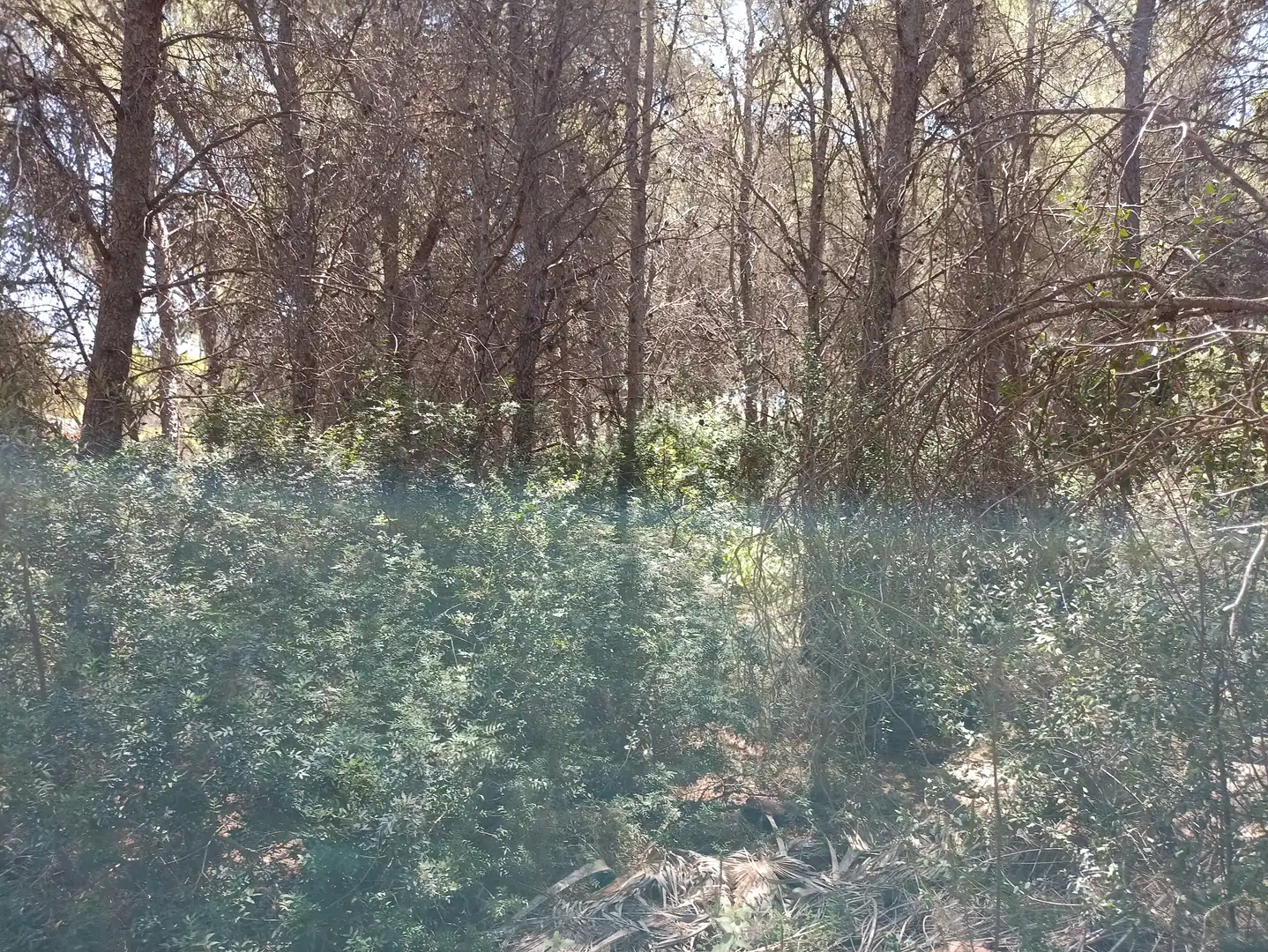 Terreno residencial en venta en Pinar del Advocat - Cometa, imagen 6