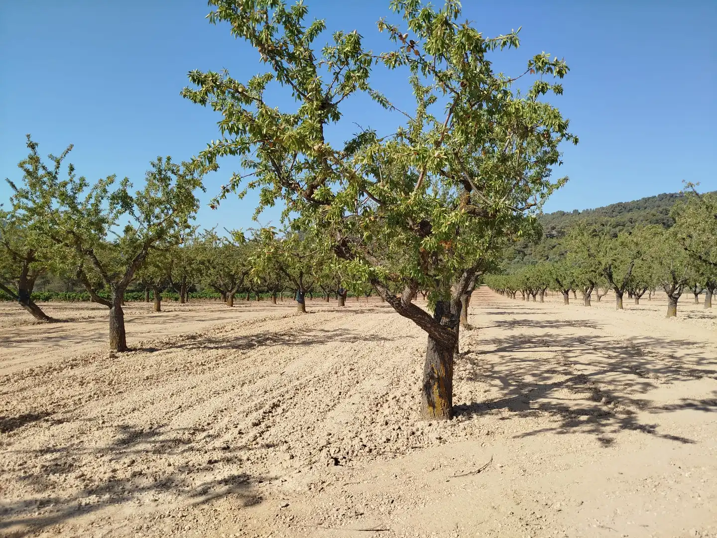 Rural land for sale in Horta de Sant Joan, imagen 16