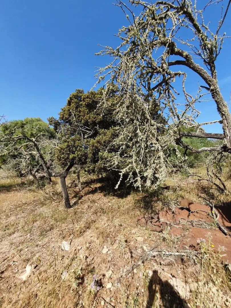 Jardí de Finca rústica en venda en Santa Margalida