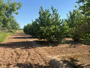 Terreno rustico in vendita a Carrer Sant Pere 1