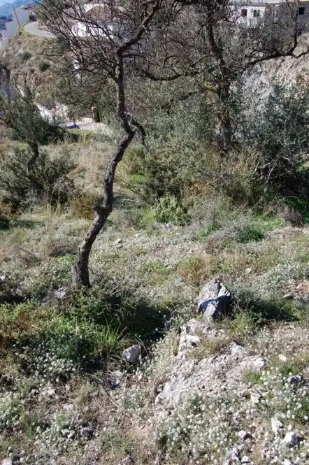 Rustikales Grundstück zum Verkauf in Cómpeta, imagen 6